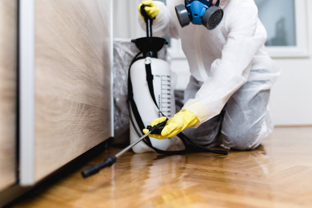 Best Local Pest Control Services  in Wentzville, MO