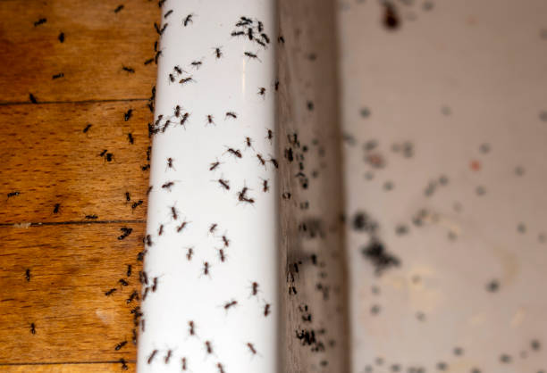 Best Pest Control for Homes  in Wentzville, MO