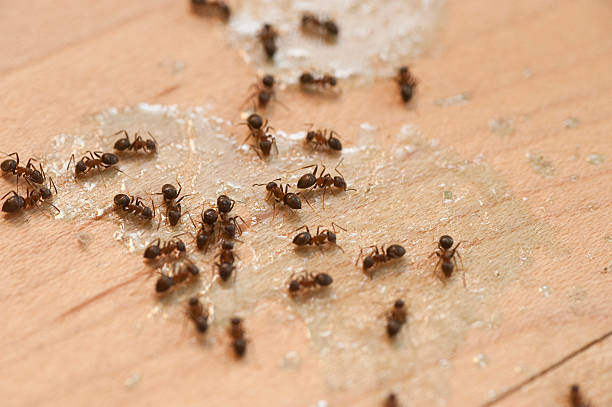 Best Local Pest Control Services  in Wentzville, MO