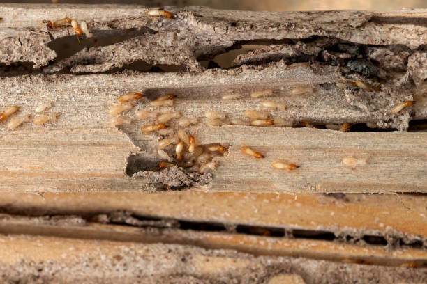 Pest Control for Restaurants in Wentzville, MO