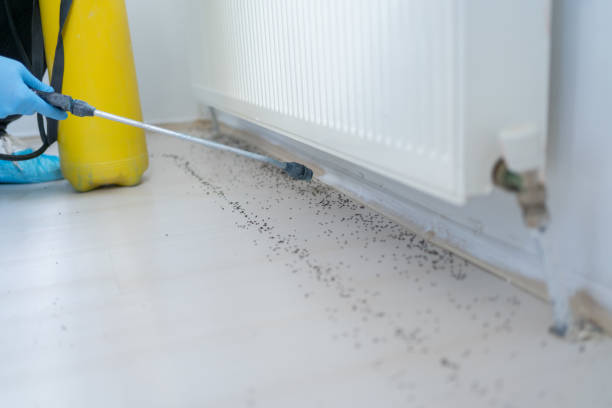 Best Exterminator Services  in Wentzville, MO